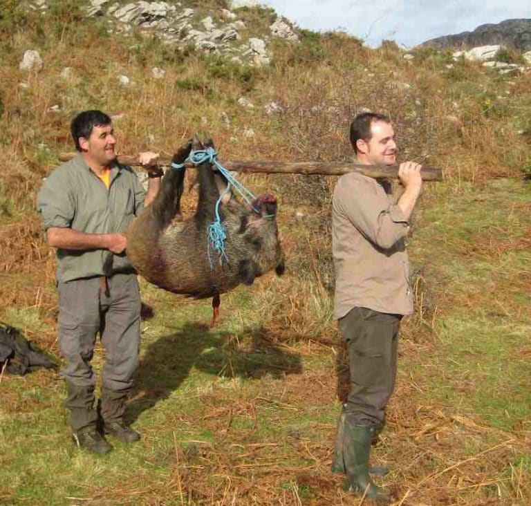 Abatidos seis jabalíes de más de cien kilos Caza en Asturias Blogs elcomercio es