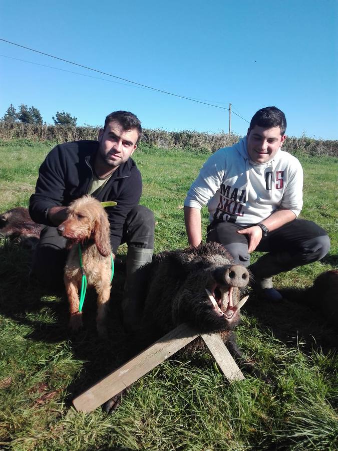 Mario Galindo y ‘Keila’ lo levantaron y Pablo Zapatero echó a tierra este jabalí. :: Miguel Toyos